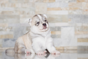 Very little puppy Siberian husky. 