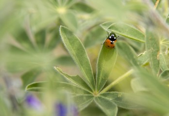 Orange Ladybug  on a grass