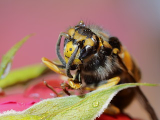Wespe auf feuchter Rose