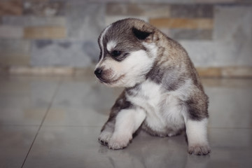 Fototapeta na wymiar Very little puppy Siberian husky. 