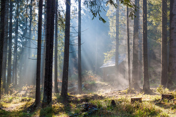 Fototapeta premium Misty sunny morning in forest.