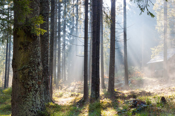 Misty sunny morning in   forest.