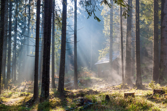 Fototapeta Misty  sunny morning in forest.