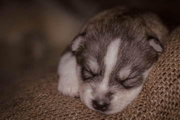 Fototapeta premium Very little puppy Siberian husky. 