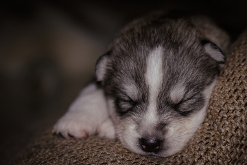 Obraz premium Very little puppy Siberian husky. 