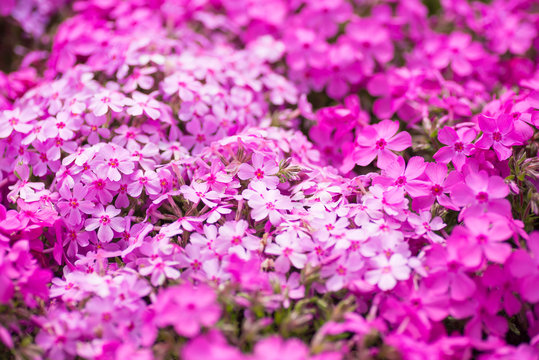 芝桜 の画像 66 225 件の Stock 写真 ベクターおよびビデオ Adobe Stock