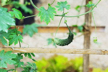Young bitter melon hanging on its vine