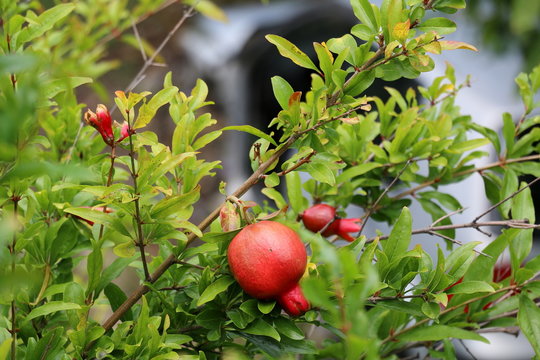Гранат, pomegranate