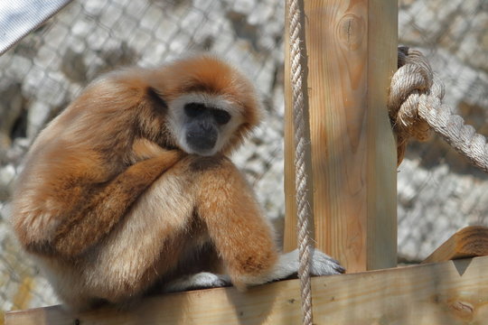 Gibbon In The Zoo