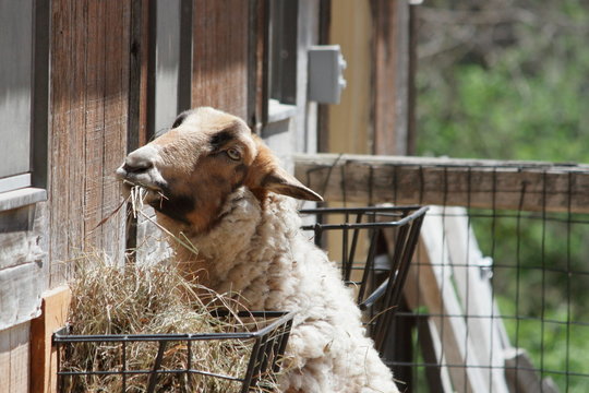 Petting Zoo Sheep Eating Straw