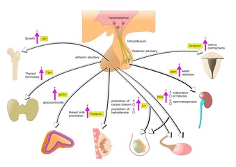 ipotalamo, ipofisi e loro produzione di ormoni