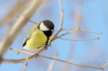 Tit sit on the tree. Russian nature