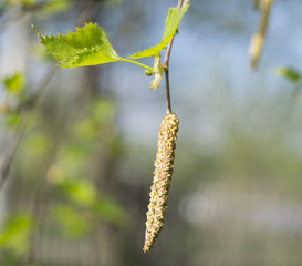 Birch buds.