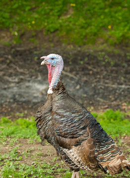 turkey walking on grass