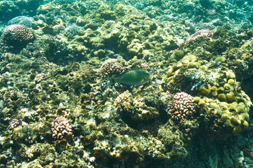 Coral reef and fish
