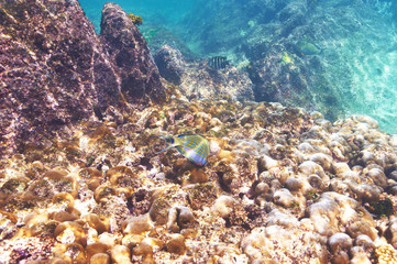 Fototapeta na wymiar Coral reef and fish