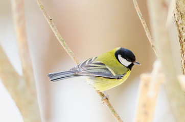 Tit sit on the tree. Top side. Russian nature