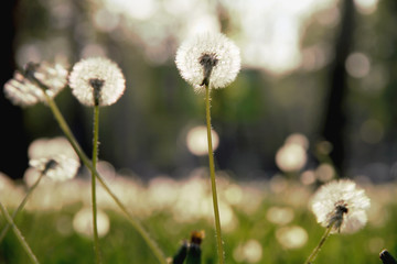 Many dandelions. Bokeh background of dandelions. Defocus image.