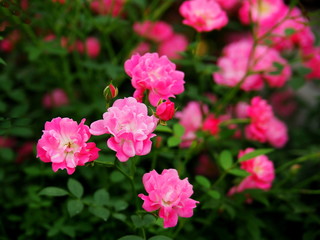 Fototapeta premium ピンクのバラ