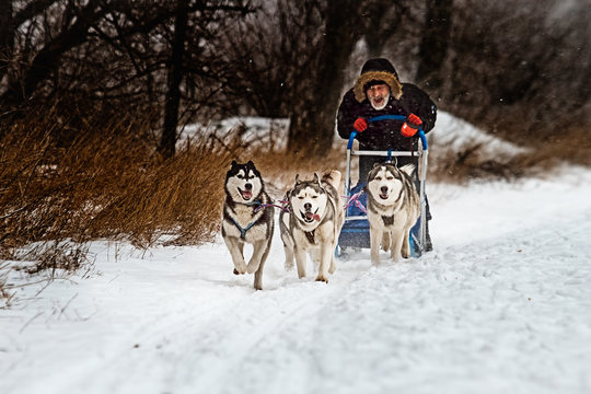 Musher hiding behind sleigh at sled dog race on snow.