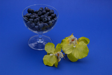 Borówki amerykańskie © Wojciech Serwach