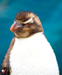 Naklejka premium penguin