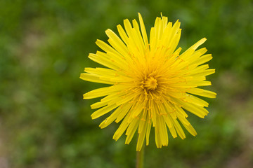 yellow dandelion on a background of green grass
