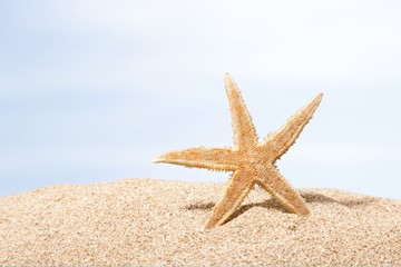 Beach, starfish, caribbean.