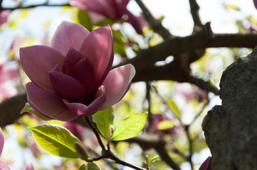 Magnolia de beauté