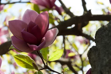 Photo sur Plexiglas Magnolia Magnolia de beauté