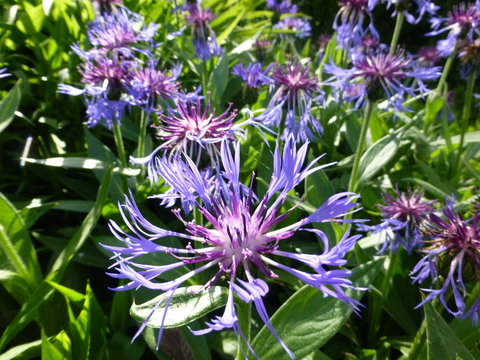 bleuets