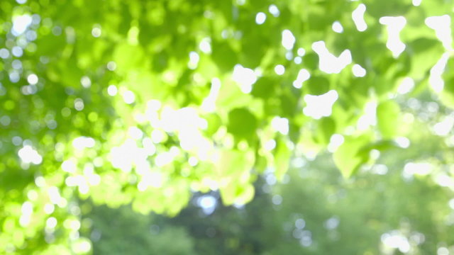 Defocused fresh green Leaves in the Wind - camera pan 