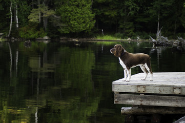 springer spaniel dog standing looking over a lake