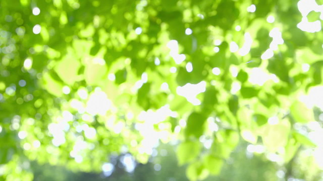 Defocused fresh green Leaves with Sunbeams - camera pan 