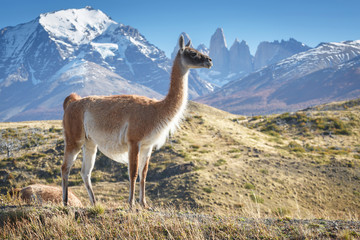Guanaco in National Park Torres del Paine, Patagonia, Chile - obrazy, fototapety, plakaty
