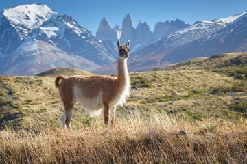 Fotobehang Guanaco in Nationaal Park Torres del Paine, Patagonië, Chili © sunsinger