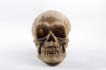 Obraz premium Human skull on white background