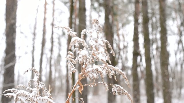 Solidago. Snow falling on beautiful dry wizened goldenrod flower