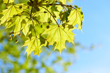 Green leaves background