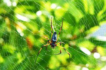 Giant wood spider - Nephila maculata / nephila pilipes