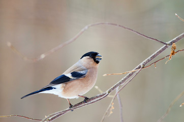 Female bullfinch sit on a tree and eating. Russian nature