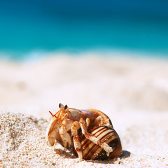 Hermit crab at beach