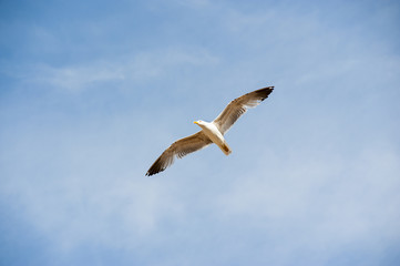 Seagull