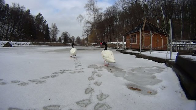 Two black necked swans on frozen lake in a public park