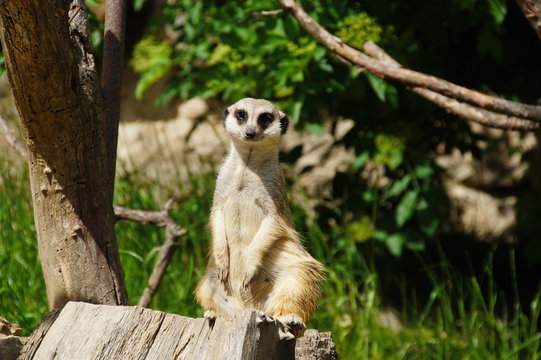 Erdm&auml;nnchen