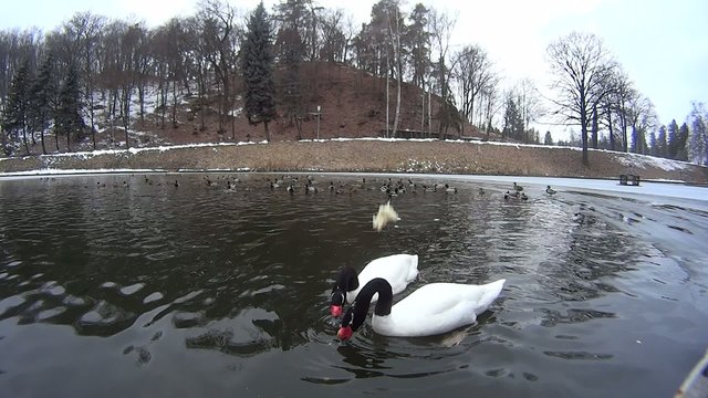 Feeding swans with bread on lake with ducks on background