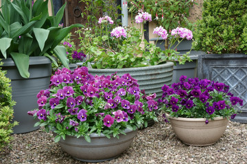 Container gardening, pots full of purple splendor.