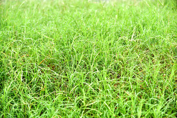 The grass at dawn dew on the leaves    