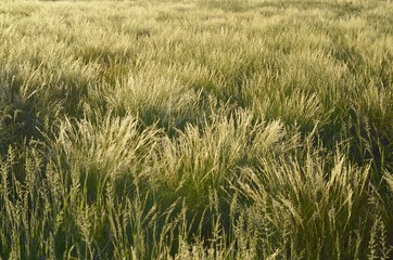 Weideland- Kalahari in der Regenzeit