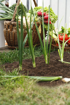 Fresh organic vegetables in wicker basket